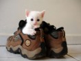 /album/photo-gallery-pet-paradise/photograph-pets-jpg/