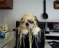/album/photo-gallery-pet-paradise/noodels-png/