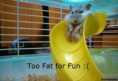 /album/photo-gallery-pet-paradise/funny-pets-jpg/