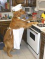 /album/photo-gallery-pet-paradise/a1-jpg/